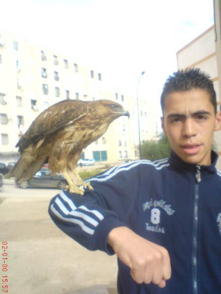 mon ami amin